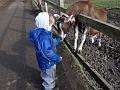 2014-0301-1150_Dean_City_Farm_08C